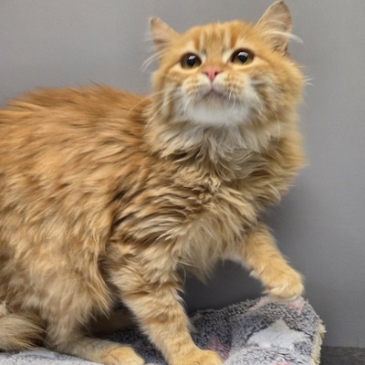 Kätzchen Amelie wünscht sich eine Familie, EKH Jungtier - Katze