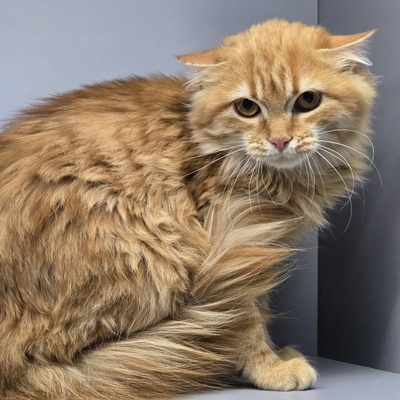 Kätzchen Amelie wünscht sich eine Familie, EKH Jungtier - Katze