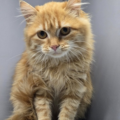 Kätzchen Amelie wünscht sich eine Familie, EKH Jungtier - Katze