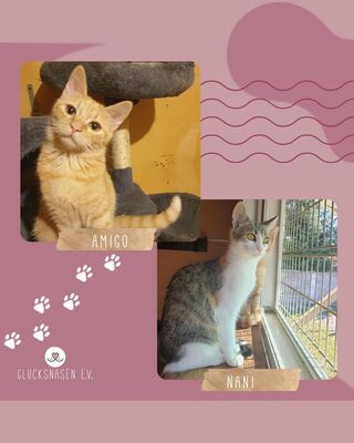 Kätzchen Amigo und Nani möchten bei Dir einziehen, EKH Jungtier - Kater