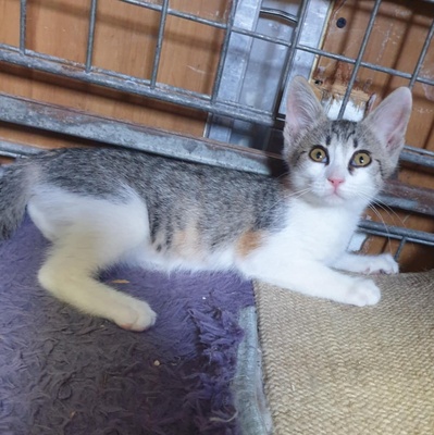 Kätzchen Amigo und Nani möchten bei Dir einziehen, EKH Jungtier - Kater