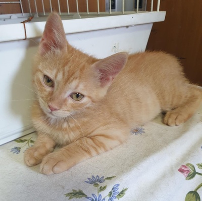 Kätzchen Amigo und Nani möchten bei Dir einziehen, EKH Jungtier - Katze