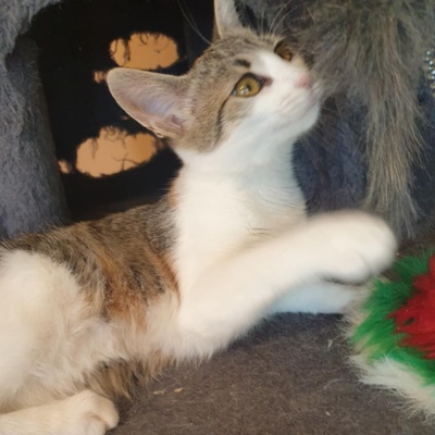 Kätzchen Amigo und Nani möchten bei Dir einziehen, EKH Jungtier - Katze