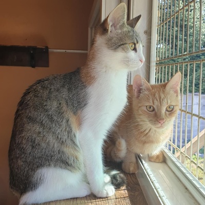 Kätzchen Amigo und Nani möchten bei Dir einziehen, EKH Jungtier - Katze