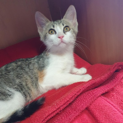 Kätzchen Amigo und Nani möchten bei Dir einziehen, EKH Jungtier - Katze