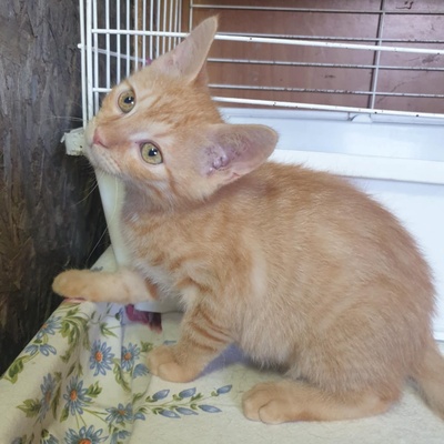 Kätzchen Amigo und Nani sind bereit für Dich, EKH Jungtier - Katze