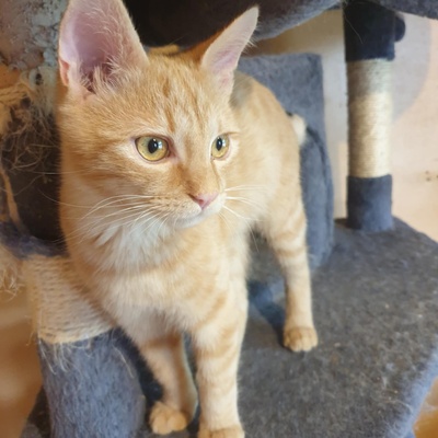 Kätzchen Amigo und Nani sind bereit für Dich, EKH Jungtier - Katze