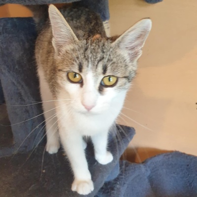 Kätzchen Amigo und Nani sind bereit für Dich, EKH Jungtier - Katze