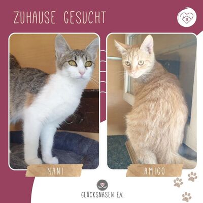 Kätzchen Amigo und Nani sind neugierig auf Dich, EKH Jungtier - Katze