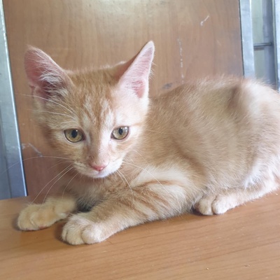 Kätzchen Amigo und Nani sind neugierig auf Dich, EKH Jungtier - Katze