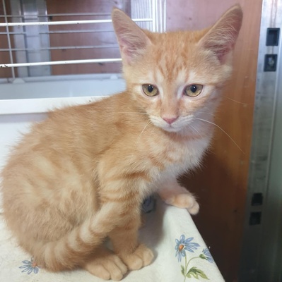 Kätzchen Amigo und Nani sind neugierig auf Dich, EKH Jungtier - Katze