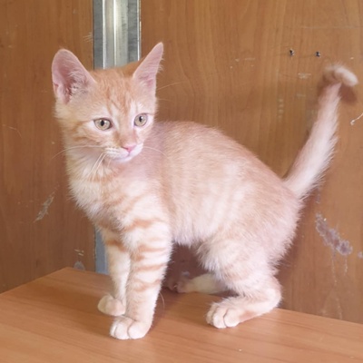 Kätzchen Amigo und Nani sind neugierig auf Dich, EKH Jungtier - Katze