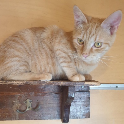 Kätzchen Amigo und Nani sind neugierig auf Dich, EKH Jungtier - Katze