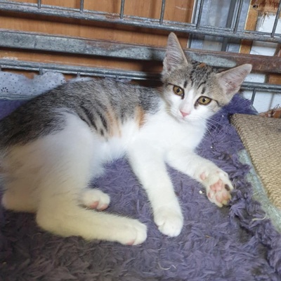 Kätzchen Amigo und Nani sind neugierig auf Dich, EKH Jungtier - Katze