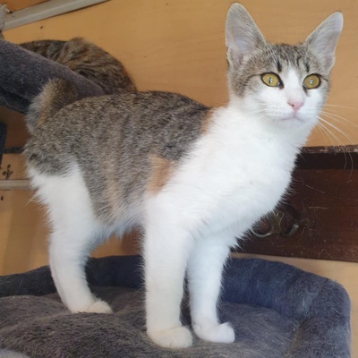 Kätzchen Amigo und Nani sind neugierig auf Dich, EKH Jungtier - Katze