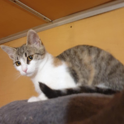 Kätzchen Amigo und Nani sind neugierig auf Dich, EKH Jungtier - Katze