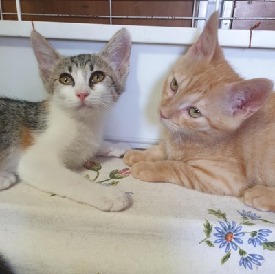 Kätzchen Amigo und Nani sind neugierig auf Dich, EKH Jungtier - Katze