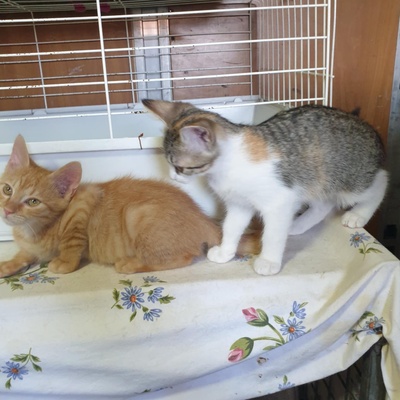 Kätzchen Amigo und Nani sind neugierig auf Dich, EKH Jungtier - Katze