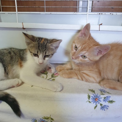 Kätzchen Amigo und Nani sind neugierig auf Dich, EKH Jungtier - Katze