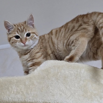 Kätzchen Anela möchte Deine Welt erobern, EKH Jungtier - Katze