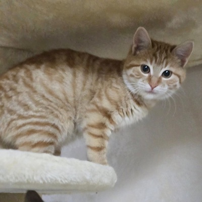 Kätzchen Anela möchte Deine Welt erobern, EKH Jungtier - Katze