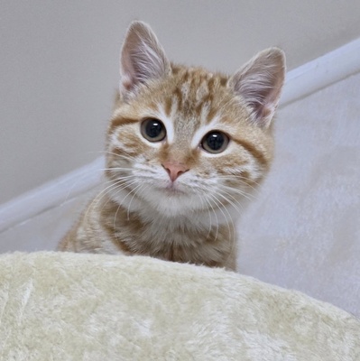 Kätzchen Anela möchte Deine Welt erobern, EKH Jungtier - Katze