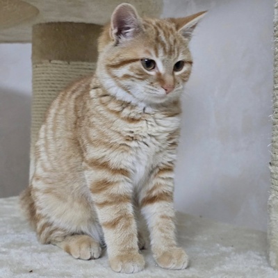 Kätzchen Anela möchte Deine Welt erobern, EKH Jungtier - Katze