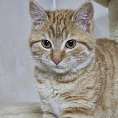 Kätzchen Anela möchte Deine Welt erobern, EKH Jungtier - Katze