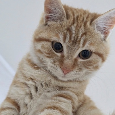 Kätzchen Anela möchte Deine Welt erobern, EKH Jungtier - Katze