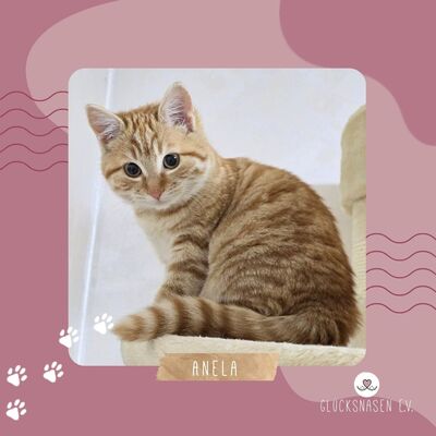 Kätzchen Anela möchte Deine Welt erobern, EKH Jungtier - Katze
