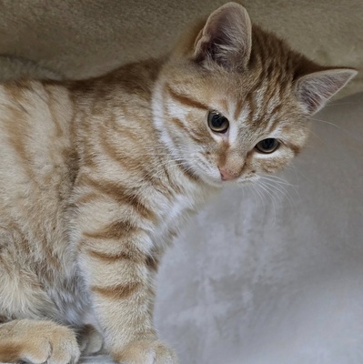 Kätzchen Anela möchte Deine Welt erobern, EKH Jungtier - Katze