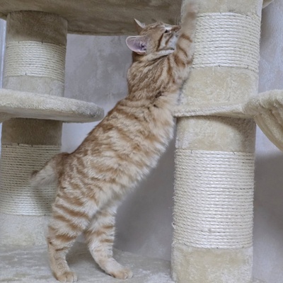 Kätzchen Anela möchte Deine Welt erobern, EKH Jungtier - Katze