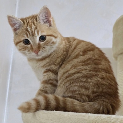 Kätzchen Anela möchte Deine Welt erobern, EKH Jungtier - Katze