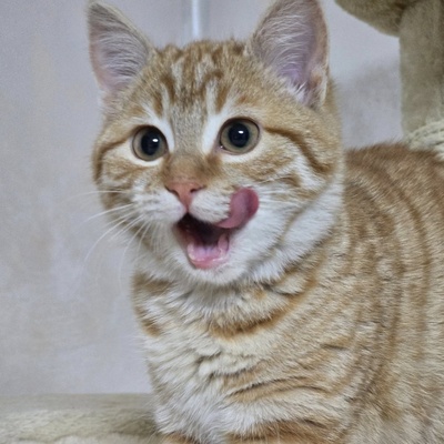 Kätzchen Anela möchte Deine Welt erobern, EKH Jungtier - Katze