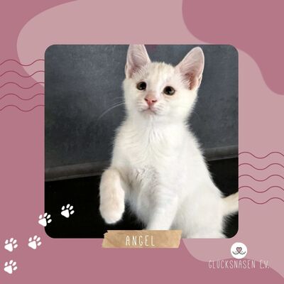 Kätzchen Angel ist bereit für Ihr Abenteuer, EKH Jungtier - Katze