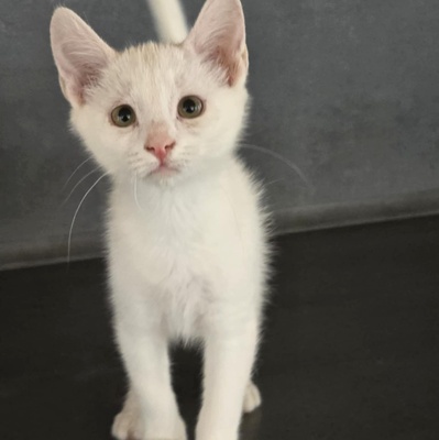 Kätzchen Angel ist bereit für Ihr Abenteuer, EKH Jungtier - Katze