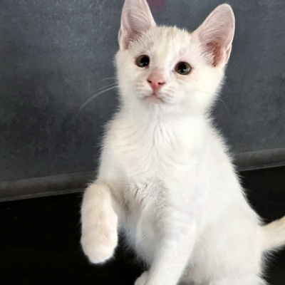 Kätzchen Angel ist bereit für Ihr Abenteuer, EKH Jungtier - Katze