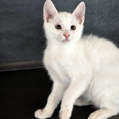 Kätzchen Angel ist bereit für Ihr Abenteuer, EKH Jungtier - Katze