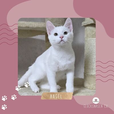 Kätzchen Angel ist bereit für Ihr Abenteuer, EKH Jungtier - Katze