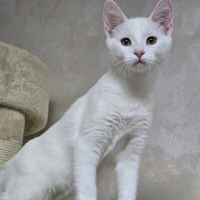 Kätzchen Angel ist bereit für Ihr Abenteuer, EKH Jungtier - Katze