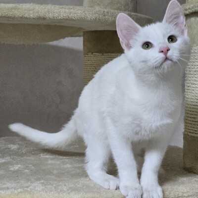 Kätzchen Angel ist bereit für Ihr Abenteuer, EKH Jungtier - Katze