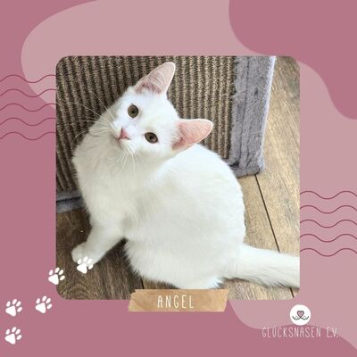 Kätzchen Angel sucht Dich zum kuscheln