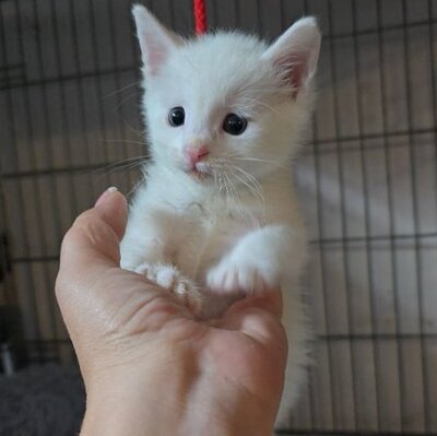 Kätzchen Angel sucht Dich zum kuscheln, EKH Jungtier - Katze