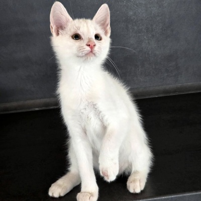 Kätzchen Angel sucht Dich zum kuscheln, EKH Jungtier - Katze