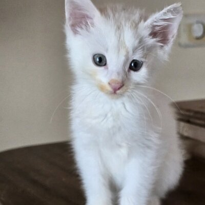 Kätzchen Angel sucht Dich zum kuscheln, EKH Jungtier - Katze