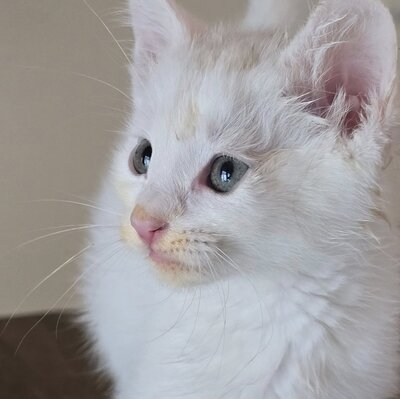 Kätzchen Angel sucht Dich zum kuscheln, EKH Jungtier - Katze