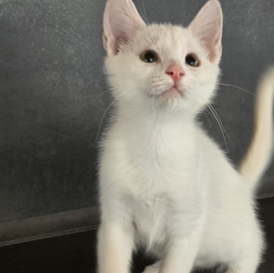 Kätzchen Angel sucht Dich zum kuscheln, EKH Jungtier - Katze