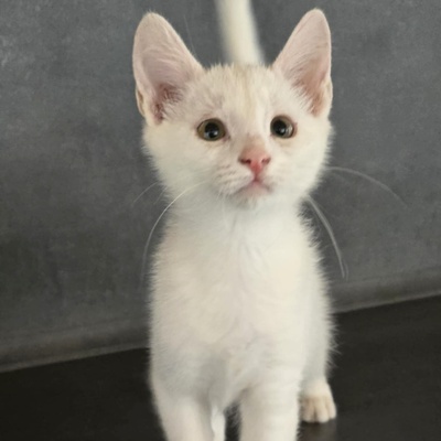 Kätzchen Angel sucht Dich zum kuscheln, EKH Jungtier - Katze