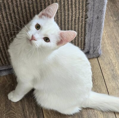 Kätzchen Angel sucht Dich zum kuscheln, EKH Jungtier - Katze