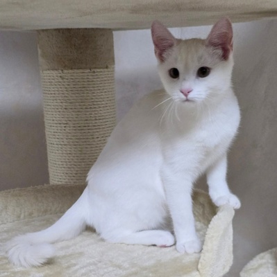 Kätzchen Angel sucht Dich zum kuscheln, EKH Jungtier - Katze